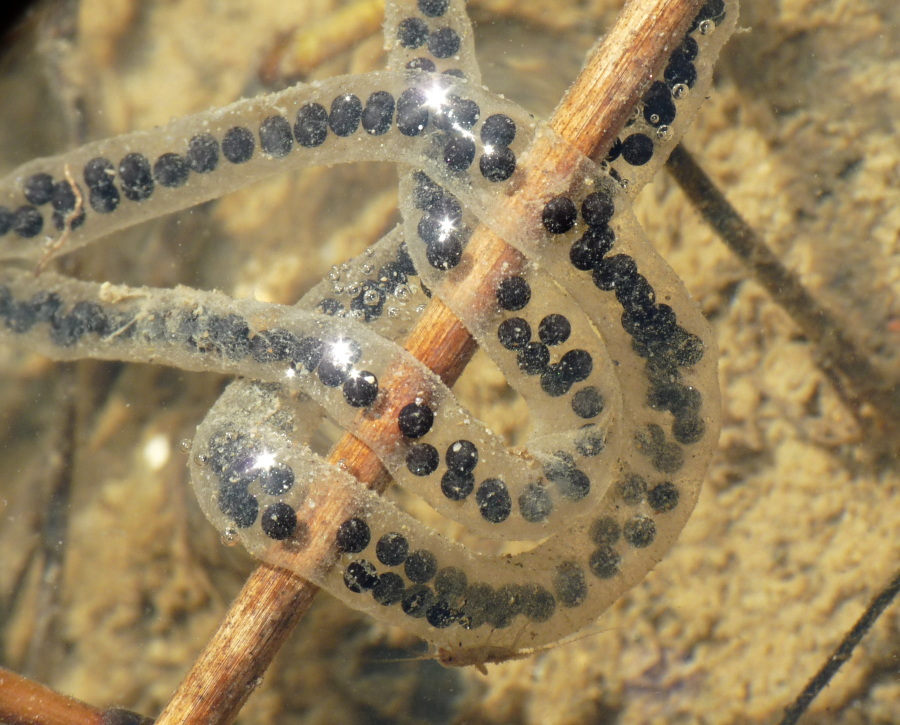 Da determinare - ovatura Bufotes balearicus